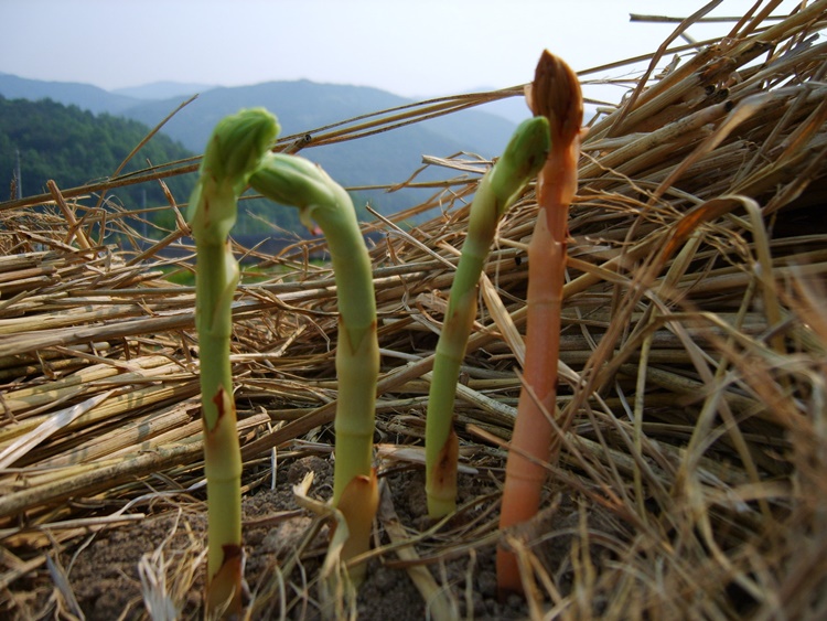 [예천국사봉천마]쪄서말린 건천마 1kg