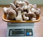 [신사리마을]착한송이 생버섯(중품)800g