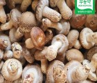 [착한영광버섯마을]태조산송고버섯(알뜰형) 1kg