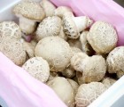 [문경백화버섯] 문경 송화고 고기버섯 일반형 1kg