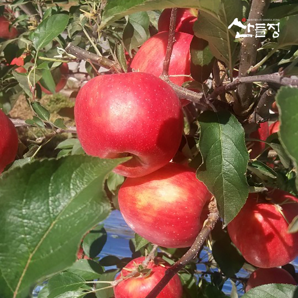 경북사과 고당도 프리미엄 햇 꿀 부사 사과10kg, 5kg, 3kg [산지직송] 산들정