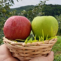 [안동댁사과] 안동 명품 아오리사과 5kg 소과(19~24과) 본품+흠과혼합 풋 청 여름 햇사과