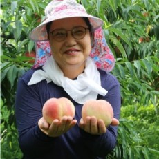 [섬뜰농원]딱딱이복숭아 GAP인증 산지직송 (경봉,그레이트,유명 등의 품종)