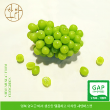 [한밝누리농원] GAP 인증 샤인머스캣 4Kg