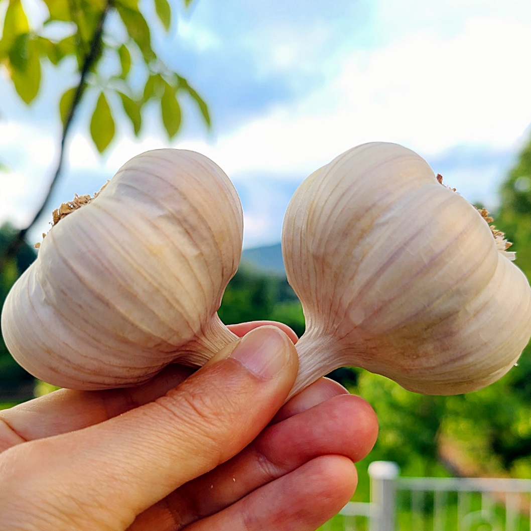 [로와로운] 홍산마늘 국산마늘 통마늘 소(3 ~ 4cm) 1kg