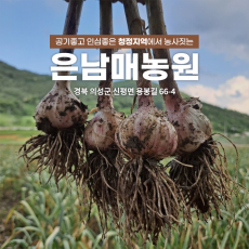 [은남매농원], 의성마늘, 특3kg(75 ~85개)