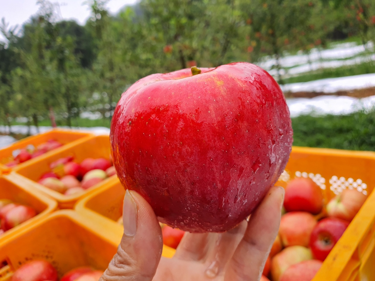 [그랑농원] 영주 홍로사과 선물용 2.5kg (옵션) [예약판매] 8/24일 부터 수확 후 판매