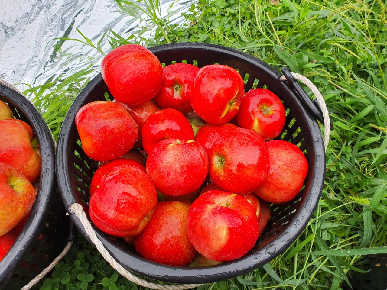 [그랑농원] 영주 홍로사과 선물용 2.5kg (옵션) [예약판매] 8/24일 부터 수확 후 판매