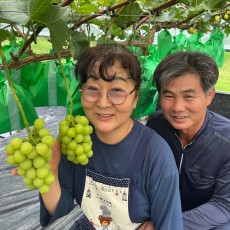 [자연담은농원], 샤인머스켓, 가정용 1.5kg / 4kg