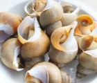 [맛있는 농수산] 꿈틀꿈틀 살아있는 후포리 왕돌초 활 백고동 소사이즈 1kg (20~40미)