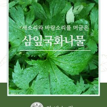 [임고마을] 새소리와 바람소리를 머금은 건삼잎국화나물 100g 단비농장