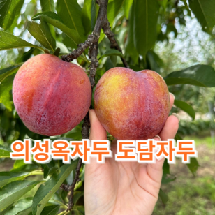 [우제과일농장]새콤달콤 도담자두 의성 옥자두 3kg 특 19~20과(140-159g)