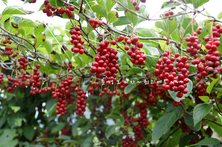 [해피메이킹] 무라벨 행복한 오미자청 원액 1.5L 2병