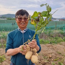 [임고마을] 섬뜰농원 혼합감자10kg