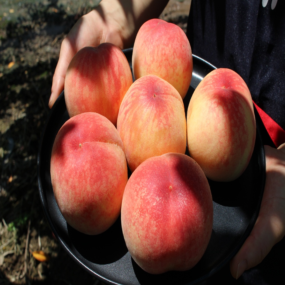 [세원팜스] 2024 산지직송 제철과일 백도 복숭아 중과 1.5kg(9-10과 내외)