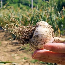 [로와로운] 24년 국산 홍산마늘 통마늘 햇 저장 마늘 대 한접 (100개 5 ~ 6cm)