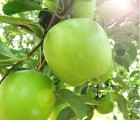 [영주풍기사과농장] 소백산골 초록색 아오리햇사과 가정용 5kg 17~19과