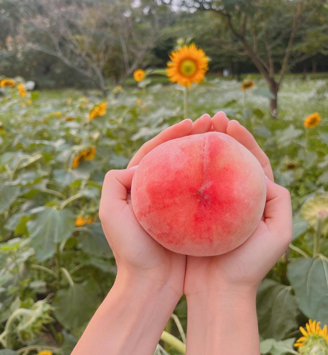 [농브라더스] 경북경산 백도 딱딱이 고당도 경봉 가정용 혼합 4kg