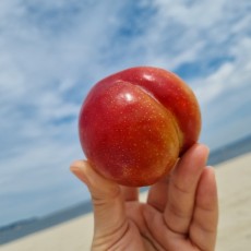 [영천고경마을] 새콤달콤 가을 자두 추희 2kg 특과 (15~20과) 초아농원