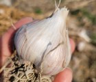 [꼬불꼬불팜]주아재배로 품질이 우수한 의성밭마늘,크기:중3kg-(120~140이상),저장마늘