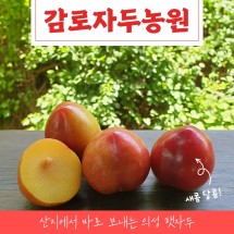 의성 추희자두 100~140g,선물용특과  [1.75kg,3.5kg]