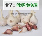 [꿈꾸는 의성마늘 농원]의성햇마늘 중3kg(100~130개이상)3.5~4cm (9월19일부터 순차적으로 배송합니다.)